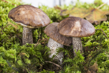 Birch bolete (Leccinum scabrum) at moss, studio shot - STB000104