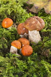 Orangefarbener Birkenröhrling (Leccinum versipelle) und Rotkappen-Skabenkraut (Leccinum leucopodium) im Moos, Studioaufnahme - STB000105