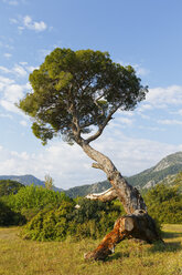 Türkei, Lykien, Nadelbaum im Olympos-Nationalpark - SIEF004526