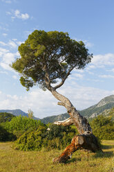 Turkey, Lycia, Conifer in Olympos National Park - SIEF004526