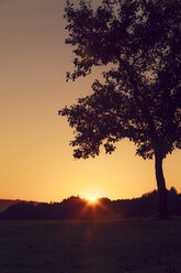 Austria, Mondsee, single tree at sunset - WVF000412