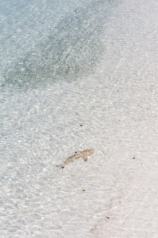 Malediven, Lhaviyani-Atoll, Insel Komandoo, Schwarzspitzen-Riffhai im Wasser, lizenzfreies Stockfoto