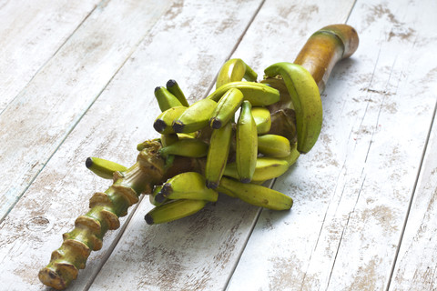 Bananenbaum (Musa paradisiaca) auf weißem Holztisch, Studioaufnahme, lizenzfreies Stockfoto