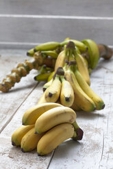 Bananenbaum (Musa paradisiaca) und Bananenstaude auf weißem Holztisch, Studioaufnahme - CSF020237
