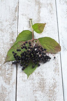 Holunderbeeren (Sambucus) mit Blättern auf weißem Holztisch, Studioaufnahme - CSF020255