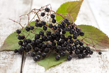 Holunderbeeren (Sambucus) mit Blättern auf weißem Holztisch, Studioaufnahme - CSF020256