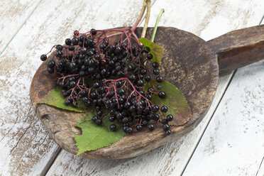 Holunderbeeren (Sambucus) mit Blättern auf einem Holzlöffel auf einem weißen Holztisch liegend, Studioaufnahme - CSF020257