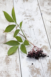 Holunderbeeren (Sambucus) mit Blättern auf weißem Holztisch, Studioaufnahme - CSF020260