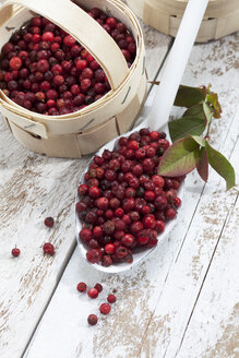 Cranberries (Vaccinium vitis-idaea) in einem Körbchen und auf einem Löffel, Studioaufnahme - CSF020275
