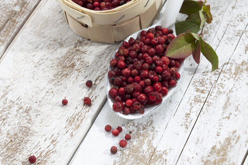 Cranberries (Vaccinium vitis-idaea) in einem Körbchen und auf einem Löffel, Studioaufnahme - CSF020276