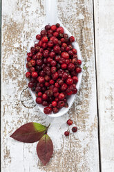 Preiselbeeren (Vaccinium vitis-idaea) auf einem Löffel, Studioaufnahme - CSF020277