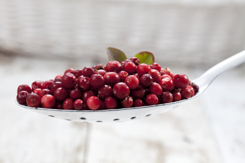 Preiselbeeren (Vaccinium vitis-idaea) auf einem Löffel, Studioaufnahme - CSF020279