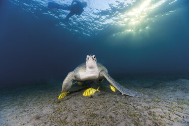 Ägypten, Rotes Meer, Grüne Meeresschildkröte (Chelonia mydas) frisst Seetang - GN001276