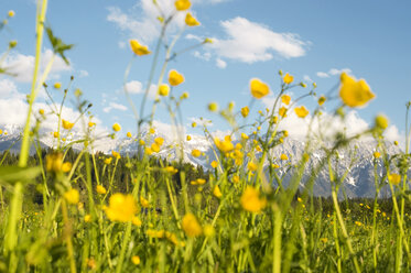 Germany, Upper Bavaria, Buttercup flowers, meadow - LB000373