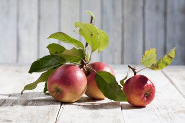 Organic apples on twig - CSF020314
