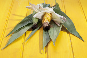 Corn cob with leaves - CSF020320