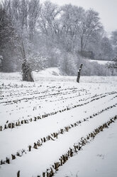 Deutschland, Vaihingen, Schneebedeckte Landschaft - SBDF000285