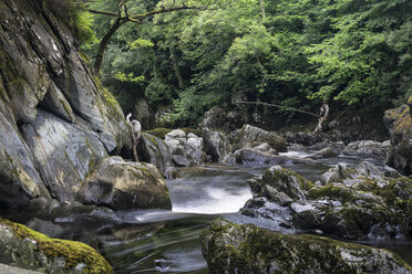 Great Britian, Wales, Betws-y-Coed, canyon Fairy Glen at Snowdonia-National Park - ELF000578