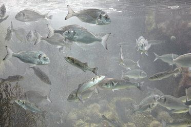 Frankreich, Brest, Fisch im Aquarium - TLF000723