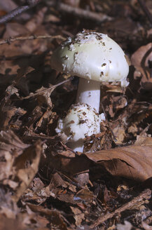 Deutschland, Hessen, Totenkopf, Amanita phalloides - MHF000220