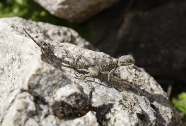 Turkey, Antalya Province, close up of Hardun agame, Laudakia, stellio - SIEF004587