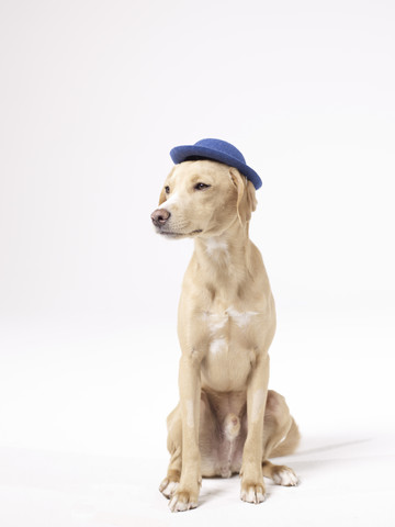 Hund mit Hut, lizenzfreies Stockfoto