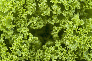 Salad, Lactuca sativa var. capitata - TCF003655