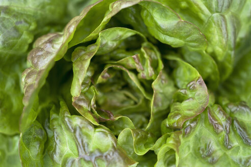 Salat, Lactuca sativa var. capitata - TCF003656