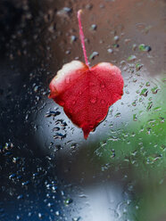 Herzförmiges rotes Blatt, das an einem Fenster voller Regentropfen klebt - BSCF000389