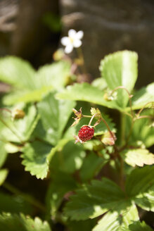 Woodland strawberry (Fragaria vesca) - SRSF000320