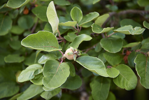 Quittenbaum mit Früchten (Cydonia oblonga) - SRSF000319