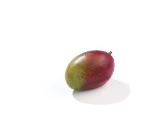 Mango (Mangifera indica L.), Studioaufnahme - SRSF000289