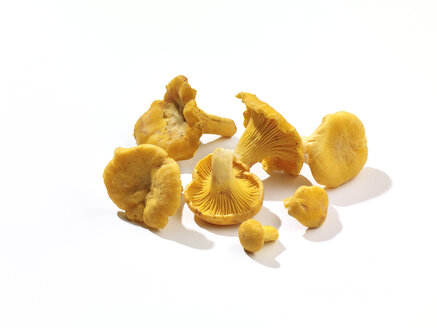 Pfifferlinge (Cantharellus cibarius) - SRSF000267