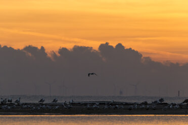 Deutschland, Ostmeer, Sonnenaufgang - SR000378