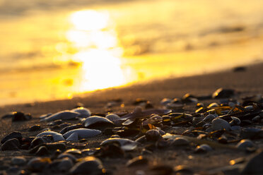 Deutschland, Ostsee, Lübecker Bucht, Strand mit Muscheln bei Sonnenuntergang - SR000381