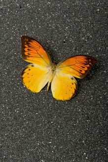 Oranger Schmetterling auf dunklem Sand - AWDF000710