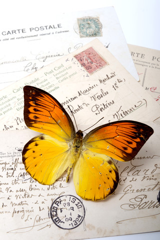 Oranger Schmetterling auf Postkarten, lizenzfreies Stockfoto