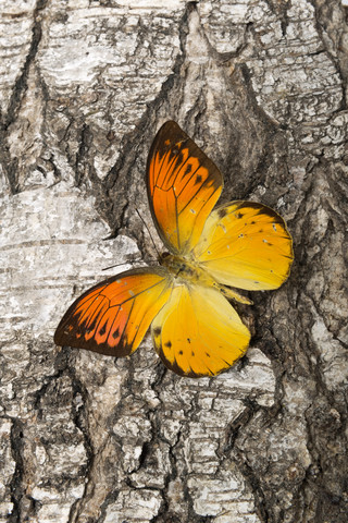 Orangefarbener Schmetterling auf Rinde, lizenzfreies Stockfoto