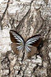 Iridescent turquoise and black butterfly on bark - AWDF000714