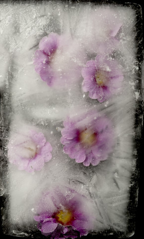 Rosa Blumen im Eisblock, lizenzfreies Stockfoto