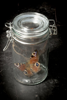 Schmetterling im Einmachglas - AWDF000737