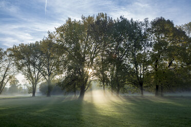 Germany, Bavaria, Landshut, trees and morning mist - SARF000127