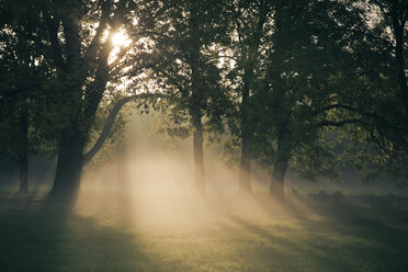 Germany, Bavaria, Landshut, trees and morning mist - SARF000131