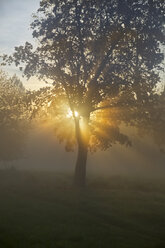 Germany, Bavaria, Landshut, trees and morning mist - SARF000132