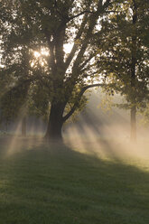 Germany, Bavaria, Landshut, trees and morning mist - SARF000128