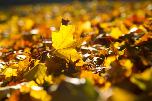 Germany, Bavaria, Landshut, autumn leaves - SARF000130