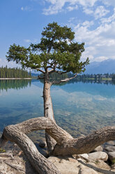 Canada, Alberta, Jasper National Park, Beauvert Lake, Tree on lakeshore - UMF000666