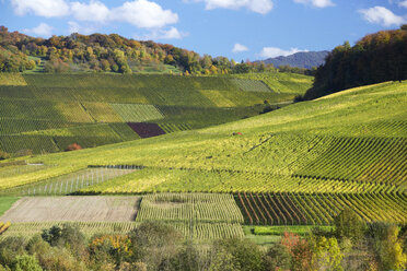 Germany, Baden-Wuerttemberg, Vineyards in Schneckental - DHL000163