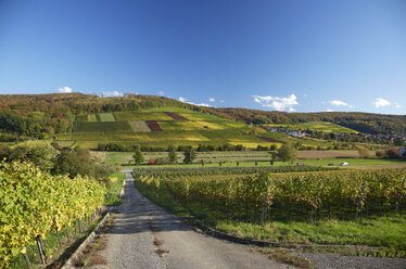 Deutschland, Baden-Württemberg, Weinberge bei Pfaffenweiler im Markgraflerland - DHL000160