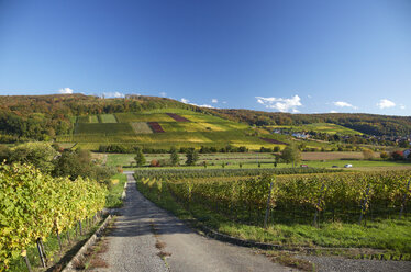 Germany, Baden-Wuerttemberg, Vineyards at Pfaffenweiler in Markgraflerland - DHL000160